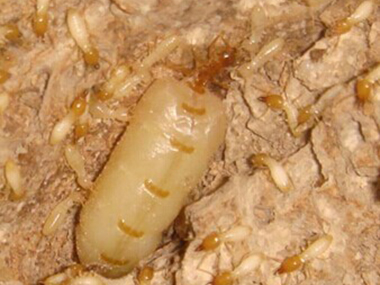 里水杀灭白蚁白蚁吃什么？白蚁的寿命有多长？