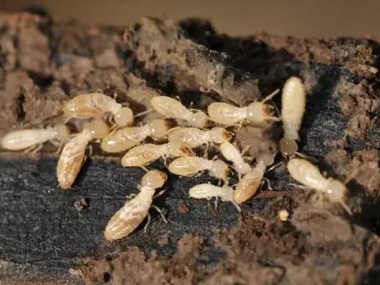 黄岐白蚁防治公司专家发布白蚁的十大误区