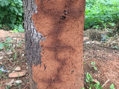 里水白蚁备案中心防治杉木白蚁的7个小妙招