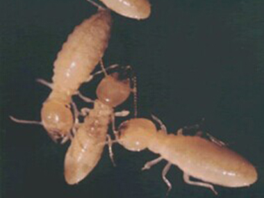 里水白蚁消杀机构家庭室内防治白蚁的方法