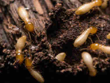 丹灶白蚁备案站白蚁的特征、类属及生活习性
