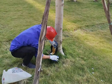 南海白蚁防治站园林绿化树木白蚁危害的防治方法