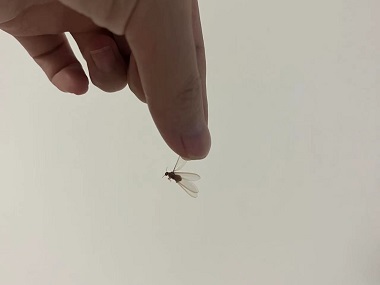 罗村蚁害防控所长得像蚂蚁却有翅膀的是什么？