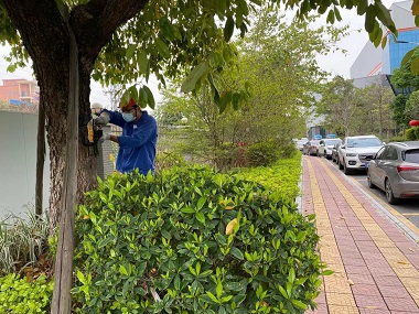 和顺白蚁防治机构街道树木有白蚁怎么防治