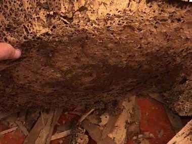 里水白蚁备案中心5个实用技巧，拒绝白蚁找上门