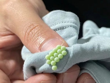 桂城病媒生物防控——怎么才能把臭虫消灭干净